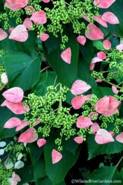 Rose Sensation Pink Climbing Hydrangea Vine - 1 Gallon Pot -Stylish Garden Plant Store schizophragma hydrangeoides rose sensation climbing hydrangea 106