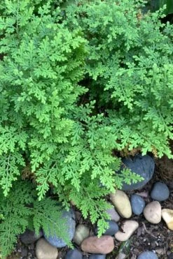 Arborvitae Fern (Selaginella Braunii) - 2.5 Quart Pot -Stylish Garden Plant Store selaginella braunii arborvitae fern 2