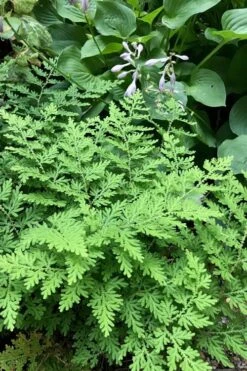 Arborvitae Fern (Selaginella Braunii) - 2.5 Quart Pot -Stylish Garden Plant Store selaginella braunii arborvitae fern 3