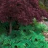 Arborvitae Fern (Selaginella Braunii) - 1 Gallon Pot 2 Arborvitae Fern (Selaginella Braunii) - 1 Gallon Pot -Stylish Garden Plant Store selaginella braunii arborvitae fern 6 1
