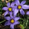 Moody Blues Blue-Eyed Grass (Sisyrinchium) - 1 Gallon Pot -Stylish Garden Plant Store sisyrinchium idahoense macounii moody blues blue eyed grass 3