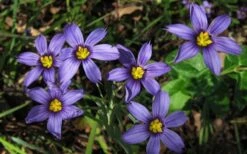 Moody Blues Blue-Eyed Grass (Sisyrinchium) - 1 Gallon Pot -Stylish Garden Plant Store sisyrinchium idahoense macounii moody blues blue eyed grass 4