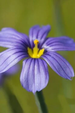 Moody Blues Blue-Eyed Grass (Sisyrinchium) - 1 Gallon Pot -Stylish Garden Plant Store sisyrinchium idahoense macounii moody blues blue eyed grass 5