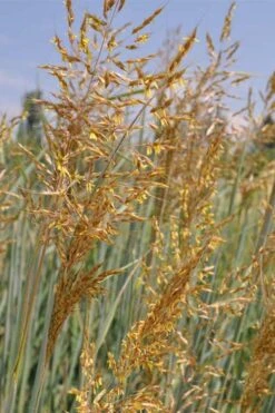 Indian Steel Blue Prairie Grass (Sorghastrum Nutans) - 1 Gallon Pot -Stylish Garden Plant Store sorghastrum nutans indian steel blue prairie grass 2
