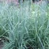 Indian Steel Blue Prairie Grass (Sorghastrum Nutans) - 1 Gallon Pot -Stylish Garden Plant Store sorghastrum nutans indian steel blue prairie grass 3