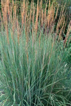 Indian Steel Blue Prairie Grass (Sorghastrum Nutans) - 1 Gallon Pot -Stylish Garden Plant Store sorghastrum nutans indian steel blue prairie grass 4