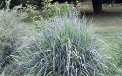 Indian Steel Blue Prairie Grass (Sorghastrum Nutans) - 1 Gallon Pot -Stylish Garden Plant Store sorghastrum nutans indian steel blue prairie grass 5