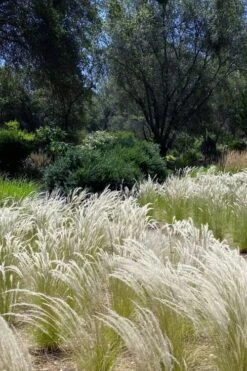 Peruvian Feather Grass (Stipa Ichu) - 1 Gallon Pot -Stylish Garden Plant Store stipa ichu peruvian feather grass 12
