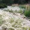 Peruvian Feather Grass (Stipa Ichu) - 1 Gallon Pot -Stylish Garden Plant Store stipa ichu peruvian feather grass 5