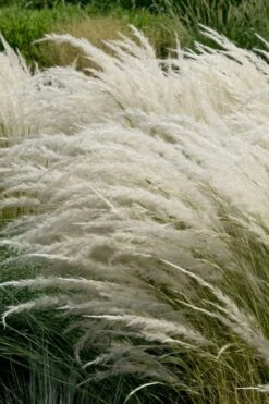 Peruvian Feather Grass (Stipa Ichu) - 1 Gallon Pot -Stylish Garden Plant Store stipa ichu peruvian feather grass 7