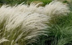 Peruvian Feather Grass (Stipa Ichu) - 1 Gallon Pot -Stylish Garden Plant Store stipa ichu peruvian feather grass 8