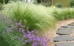 Pony Tails Mexican Feather Grass - Stipa Tennuissima - 6 Pack Of 1 Gallon Pots -Stylish Garden Plant Store stipa tenuissima ponytails mexican feather grass 105