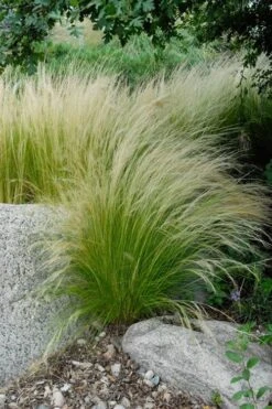 Pony Tails Mexican Feather Grass - Stipa Tennuissima - 6 Pack Of 1 Gallon Pots -Stylish Garden Plant Store stipa tenuissima ponytails mexican feather grass 107