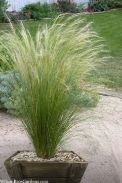Pony Tails Mexican Feather Grass - Stipa Tennuissima - 6 Pack Of 1 Gallon Pots -Stylish Garden Plant Store stipa tenuissima ponytails mexican feather grass 111