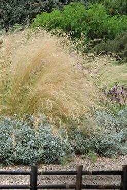 Pony Tails Mexican Feather Grass - Stipa Tennuissima - 6 Pack Of 1 Gallon Pots -Stylish Garden Plant Store stipa tenuissima ponytails mexican feather grass 117