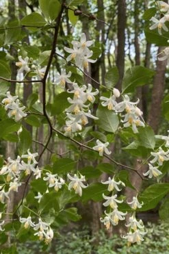 American Snowbell Tree (Styrax Americanus) - 3 Gallon Pot -Stylish Garden Plant Store styrax americanus american snowbell 12
