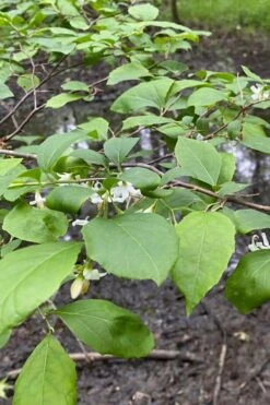 American Snowbell Tree (Styrax Americanus) - 3 Gallon Pot -Stylish Garden Plant Store styrax americanus american snowbell 13