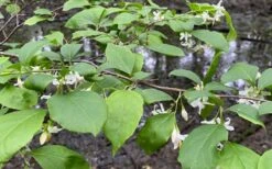 American Snowbell Tree (Styrax Americanus) - 3 Gallon Pot -Stylish Garden Plant Store styrax americanus american snowbell 14