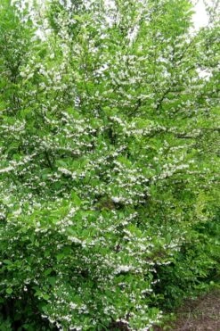 American Snowbell Tree (Styrax Americanus) - 3 Gallon Pot -Stylish Garden Plant Store styrax americanus american snowbell 16