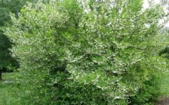 American Snowbell Tree (Styrax Americanus) - 3 Gallon Pot -Stylish Garden Plant Store styrax americanus american snowbell 17
