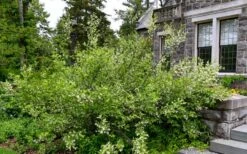 American Snowbell Tree (Styrax Americanus) - 3 Gallon Pot -Stylish Garden Plant Store styrax americanus american snowbell 18