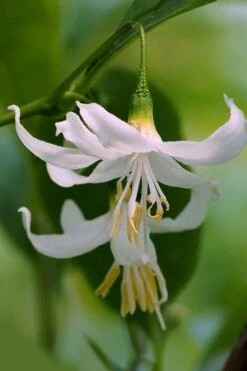 American Snowbell Tree (Styrax Americanus) - 3 Gallon Pot -Stylish Garden Plant Store styrax americanus american snowbell 2