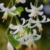 American Snowbell Tree (Styrax Americanus) - 3 Gallon Pot -Stylish Garden Plant Store styrax americanus american snowbell 3
