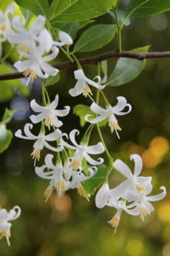 American Snowbell Tree (Styrax Americanus) - 3 Gallon Pot -Stylish Garden Plant Store styrax americanus american snowbell 4