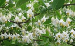 American Snowbell Tree (Styrax Americanus) - 3 Gallon Pot -Stylish Garden Plant Store styrax americanus american snowbell 6