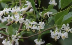 American Snowbell Tree (Styrax Americanus) - 3 Gallon Pot -Stylish Garden Plant Store styrax americanus american snowbell 7