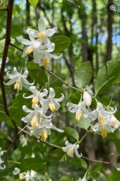 American Snowbell Tree (Styrax Americanus) - 3 Gallon Pot -Stylish Garden Plant Store styrax americanus american snowbell 8