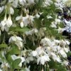 Fragrant Fountain Weeping Japanese Snowbell Tree - 5 Gallon Pot -Stylish Garden Plant Store styrax japonica fragrant fountain weeping japanese snowbell tree 3