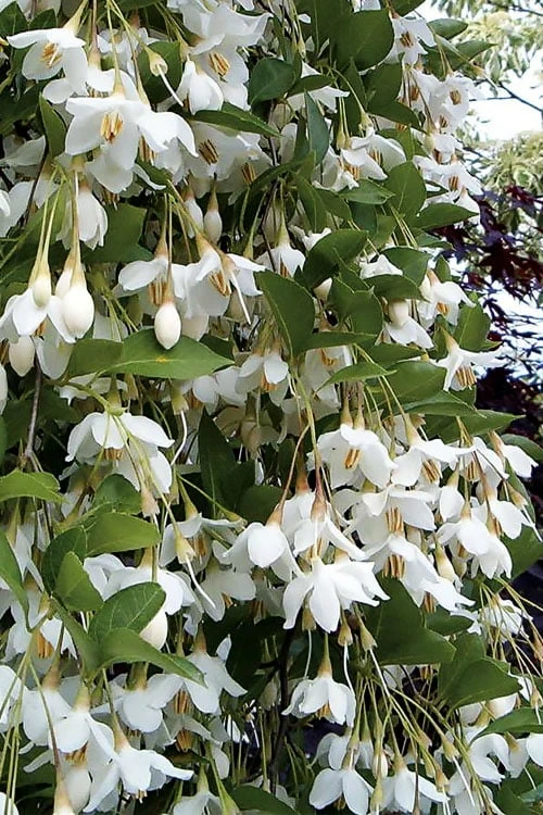 Fragrant Fountain Weeping Japanese Snowbell Tree - 5 Gallon Pot 3 Fragrant Fountain Weeping Japanese Snowbell Tree - 5 Gallon Pot