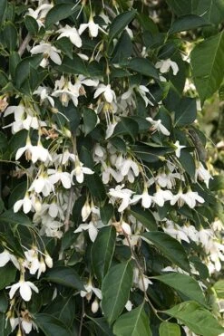 Fragrant Fountain Weeping Japanese Snowbell Tree - 7 Gallon Pot -Stylish Garden Plant Store styrax japonica fragrant fountain weeping japanese snowbell tree 4 1
