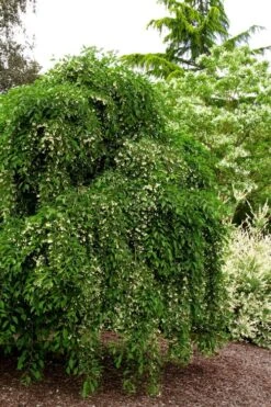 Fragrant Fountain Weeping Japanese Snowbell Tree - 7 Gallon Pot -Stylish Garden Plant Store styrax japonica fragrant fountain weeping japanese snowbell tree 5 1