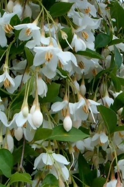 Fragrant Fountain Weeping Japanese Snowbell Tree - 7 Gallon Pot -Stylish Garden Plant Store styrax japonica fragrant fountain weeping japanese snowbell tree 6 1