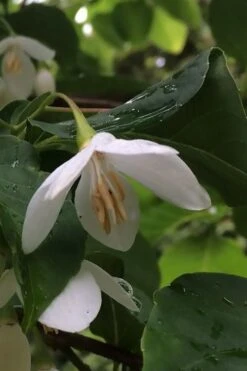 Fragrant Fountain Weeping Japanese Snowbell Tree - 7 Gallon Pot -Stylish Garden Plant Store styrax japonica fragrant fountain weeping japanese snowbell tree 7 1