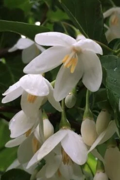 Fragrant Fountain Weeping Japanese Snowbell Tree - 5 Gallon Pot 15 Fragrant Fountain Weeping Japanese Snowbell Tree - 5 Gallon Pot -Stylish Garden Plant Store styrax japonica fragrant fountain weeping japanese snowbell tree 8