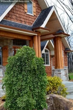 Fragrant Fountain Weeping Japanese Snowbell Tree - 5 Gallon Pot 14 Fragrant Fountain Weeping Japanese Snowbell Tree - 5 Gallon Pot -Stylish Garden Plant Store styrax japonica fragrant fountain weeping japanese snowbell tree 9