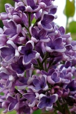 Albert F. Holden Purple French Lilac (Syringa) - 3 Gallon Pot -Stylish Garden Plant Store syringa vulgaris albert f holden lilac 1