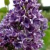 Albert F. Holden Purple French Lilac (Syringa) - 3 Gallon Pot -Stylish Garden Plant Store syringa vulgaris albert f holden lilac 2