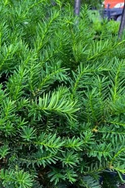 Capitata Upright Yew (Taxus Cuspidata) - 6 Gallon Pot -Stylish Garden Plant Store taxus cuspidata capitata upright japanese yew 3