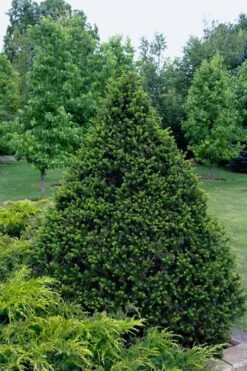 Capitata Upright Yew (Taxus Cuspidata) - 6 Gallon Pot -Stylish Garden Plant Store taxus cuspidata capitata upright japanese yew 4