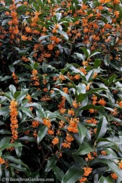 Fragrant Orange Tea Olive - Osmanthus Fragrans Aurantiacus - 1 Gallon Pot -Stylish Garden Plant Store tea olive orange 103