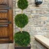 Emerald Green Arborvitae Poodle Tier Topiary (3 Ball) - 5 Gallon Pot -Stylish Garden Plant Store thuja occidentalis emerald green arborvitae 3 ball poodle tier topiary 1