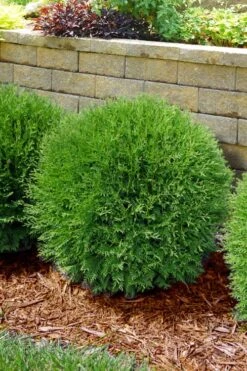 Planet Earth Arborvitae - 3 Gallon Pot 10 Planet Earth Arborvitae - 3 Gallon Pot -Stylish Garden Plant Store thuja occidentalis planet earth arborvitae 4