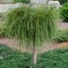 Whipcord Arborvitae (Single Trunk Topiary Tree) - 2 Gallon Pot -Stylish Garden Plant Store thuja plicata whipcord arbirvitae topiary tree 1