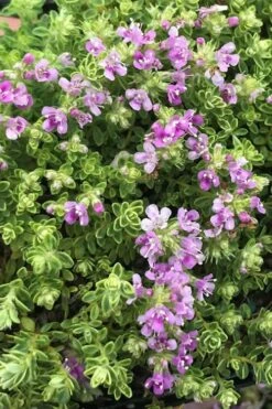 Highland Cream Creeping Thyme - 5 Pack Of Quart Pots -Stylish Garden Plant Store thyme highland cream 500x750 1
