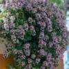 Doone Valley Thyme - 6 Pack Of Pink Pots -Stylish Garden Plant Store thymus citriodorus doon valley 1