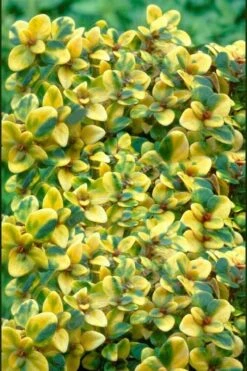 Doone Valley Thyme - 6 Pack Of Pink Pots -Stylish Garden Plant Store thymus citriodorus doone valley 2